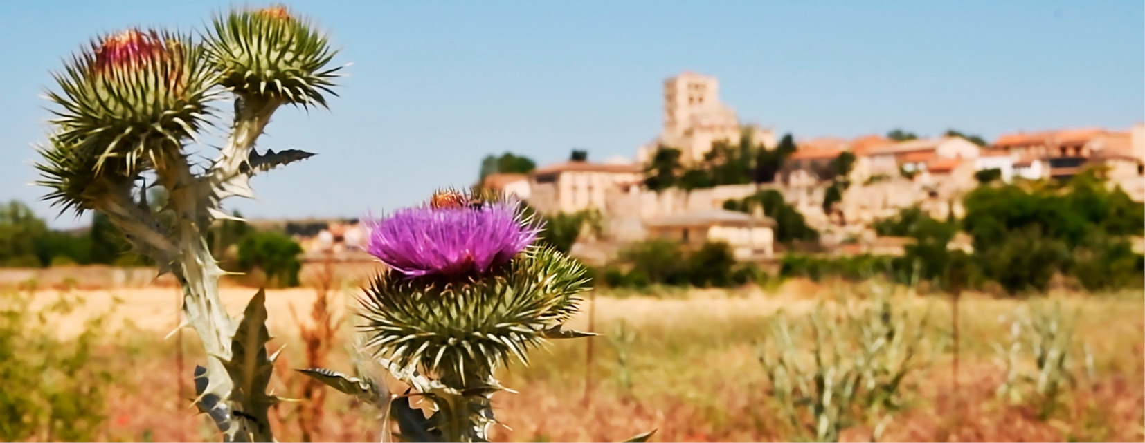Foto de apertura de sección